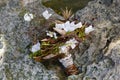 Wedding bridal bouquet made Ã¢â¬â¹Ã¢â¬â¹of shells and pearls and other Royalty Free Stock Photo